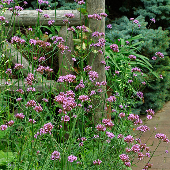 Verbena