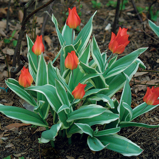 Tulipa - FineGardening