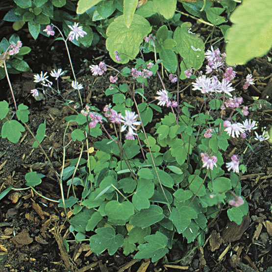 Image of Thalictrums plant