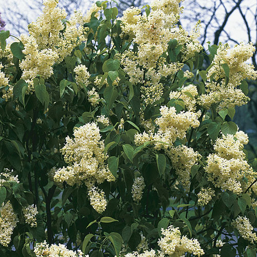 Syringa - Fine Gardening
