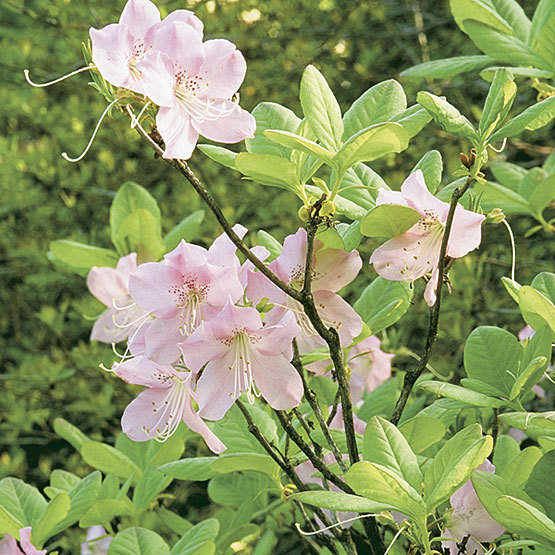 rhododendron