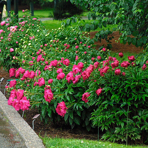 Paeonia - FineGardening