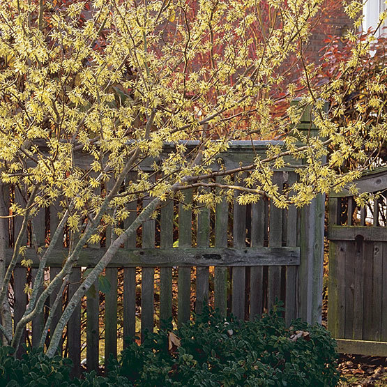 Hamamelis - FineGardening