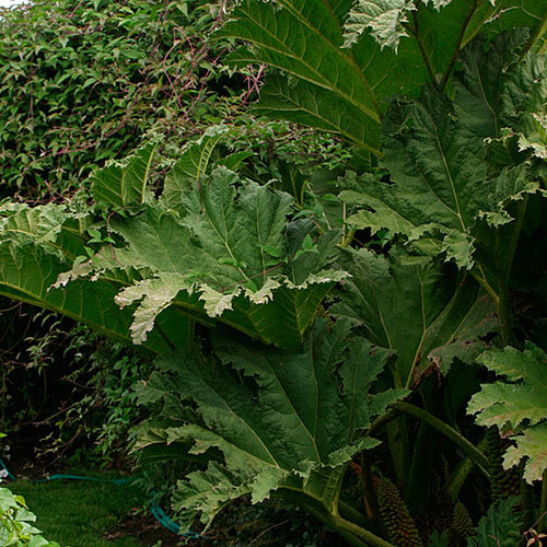 Gunnera - Fine Gardening