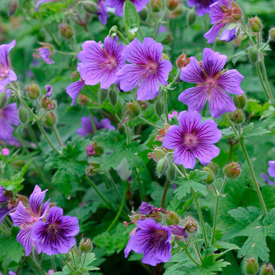 Geranium