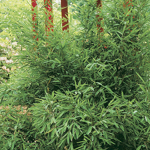Fargesia - Fine Gardening