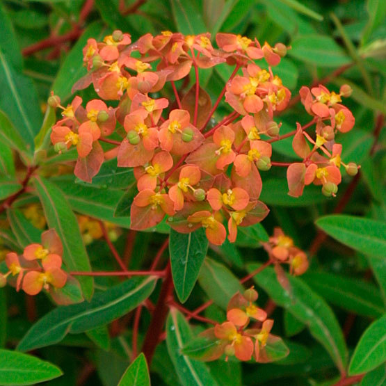 euphorbia flower