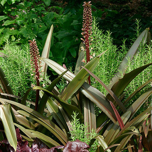 Eucomis - Fine Gardening