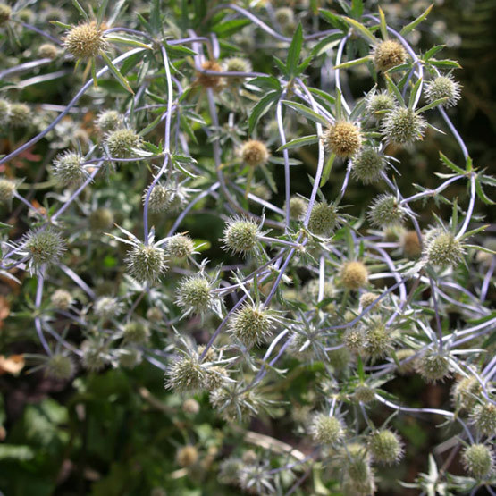 White Glitter - Eryngium Seed