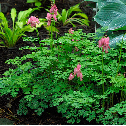Dicentra Fine Gardening
