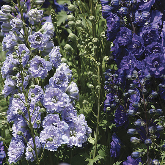 Delphinium