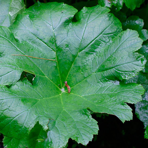 Darmera - Fine Gardening