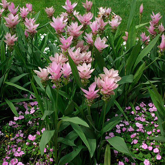 Curcuma plant deals