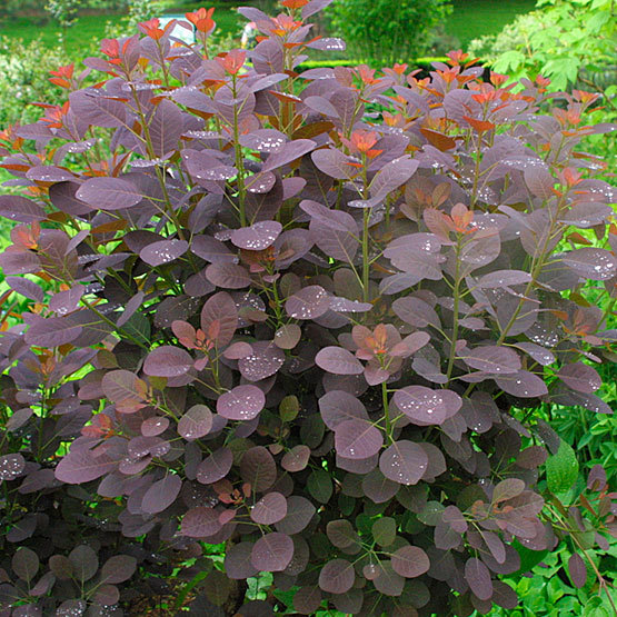 Image of Cotinus shrub