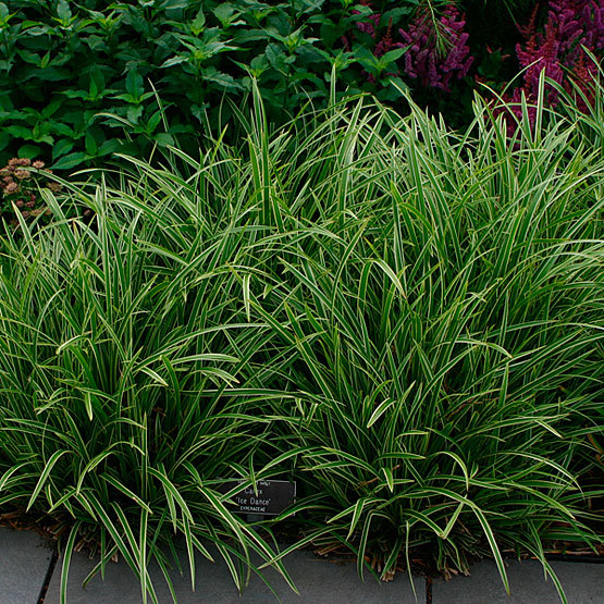 Image of Carex plant