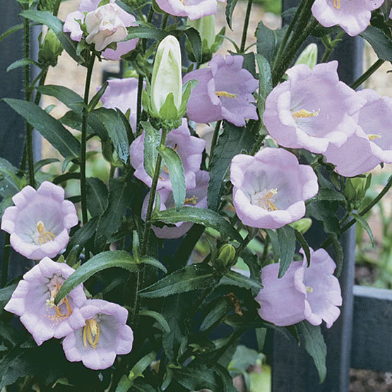 Campanula plant outlet