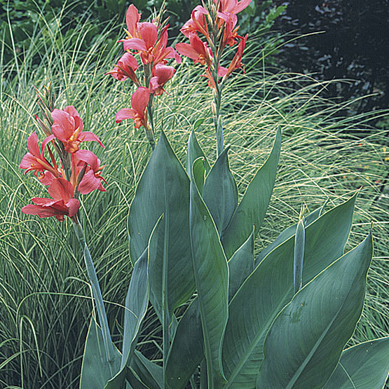 How to Grow and Care for Canna Lily (Canna spp.)