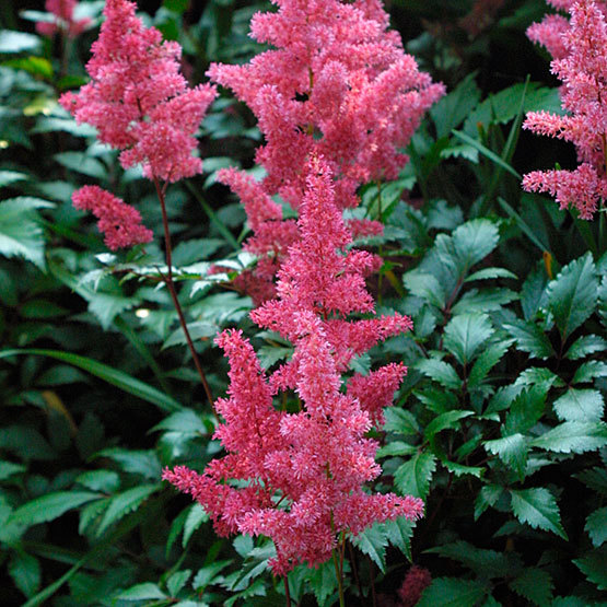 Astilbe