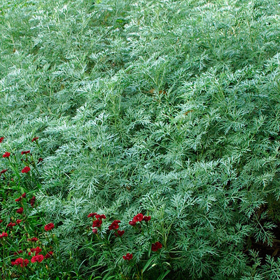 Artemisia - FineGardening