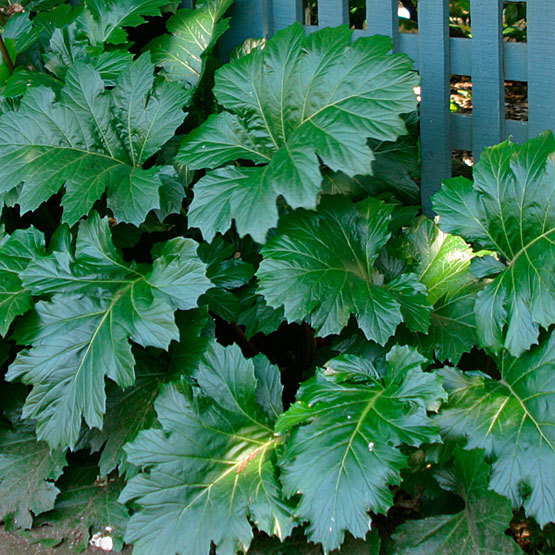 acanthus leaf