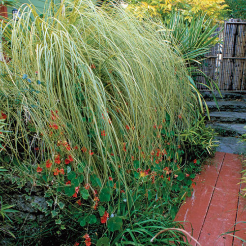 'Gold Band' pampas grass