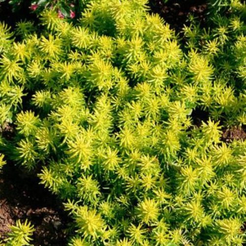 Image of Angelina Sedum plant