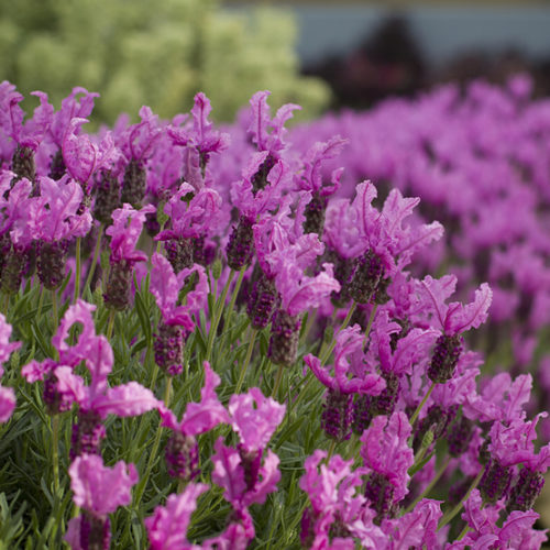 The Princess™ Spanish lavender - FineGardening