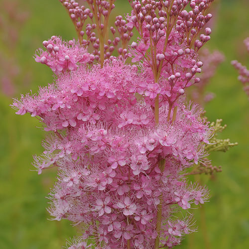 Queen of the prairie - FineGardening