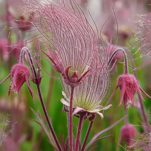 Prairie smoke store flower