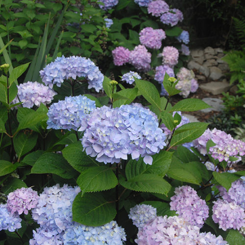 Image of Blue Enchantress Hydrangea with Pink Shades