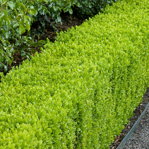 Image of Dwarf boxwood (Buxus sempervirens 'Suffruticosa') free to use