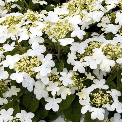 Image of Viburnum plicatum tomentosum summer snowflake in winter