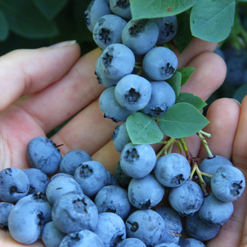 Bountiful Blue® Blueberry - FineGardening