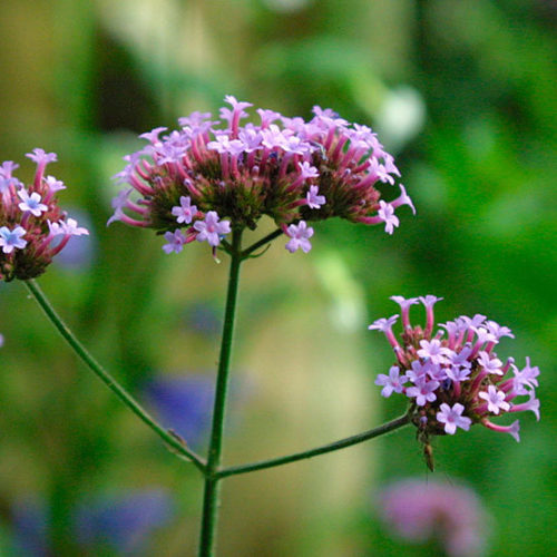 verbena bonariensis with roses