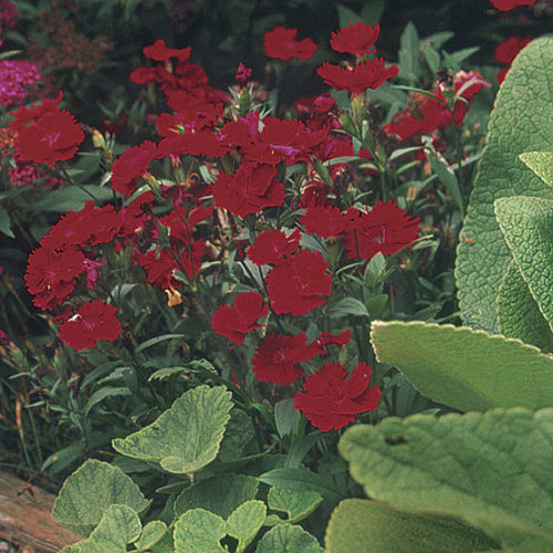 Ideal Crimson' China pink - FineGardening