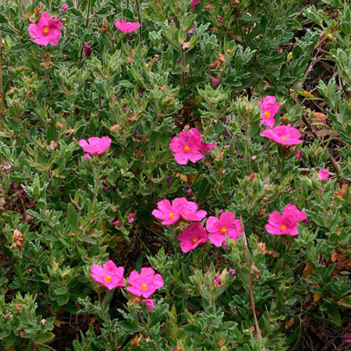 Image of Rock rose flowering shrub