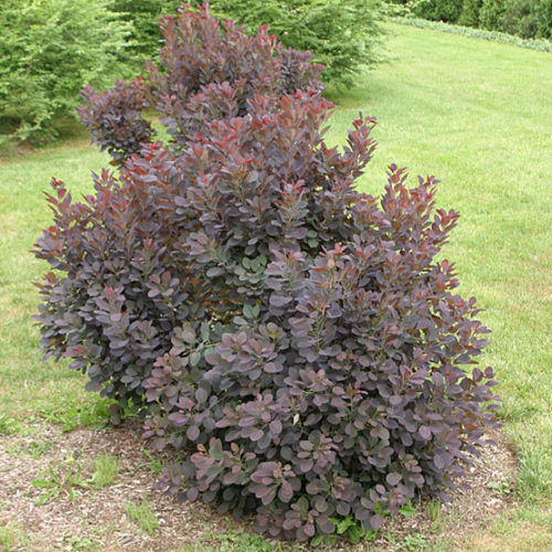 Image of Velvet Cloak Smoke Bush variety