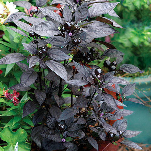 Black on sale leaved plants