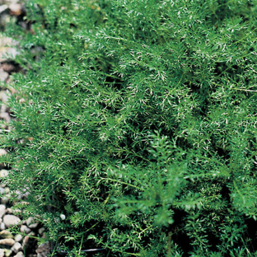 chamomile leaves