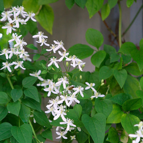 clematis leaves