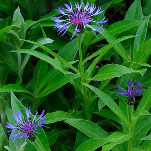 PERENNIAL BACHELOR BUTTONS IN THE GARDEN