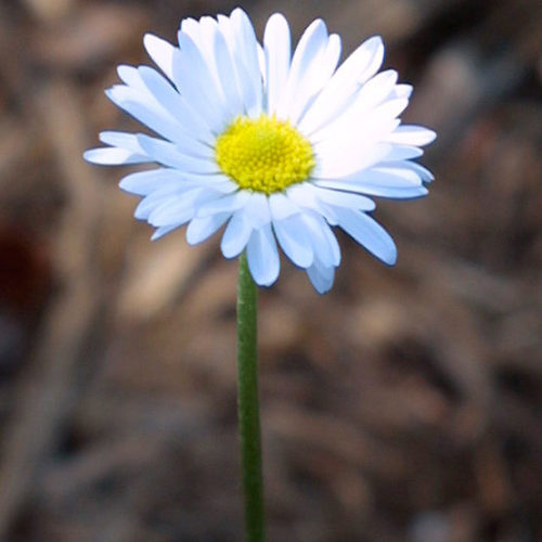 English daisy - FineGardening