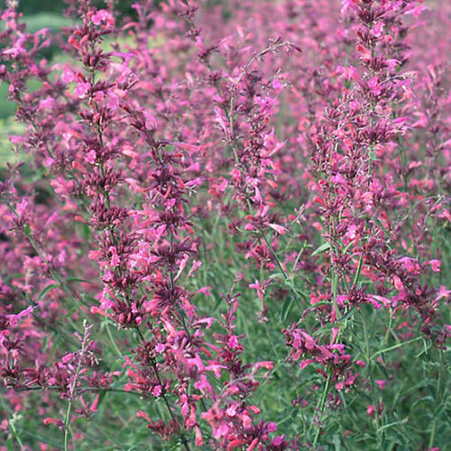 Houston Astros White Purple Hibiscus Pink Hummingbird Pink