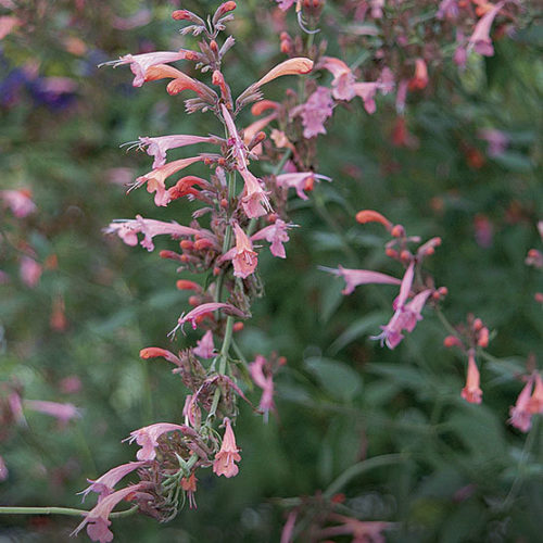 Agastache 'Summer Breeze' - FineGardening