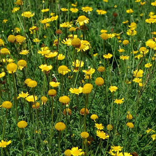 Golden marguerite - FineGardening