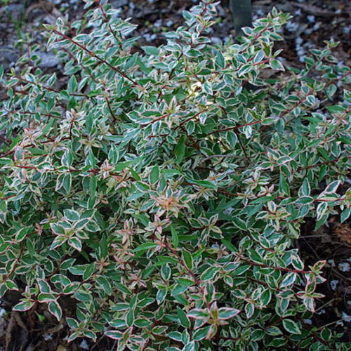 Variegated glossy abelia - FineGardening