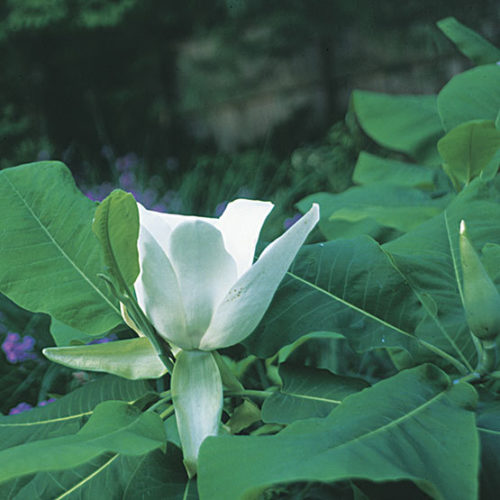 Ashe magnolia - FineGardening