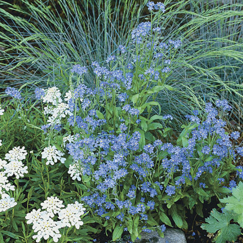 Forget-me-not - FineGardening