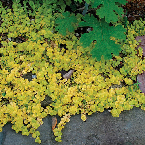 Image of Lysimachia nummularia summer blooming ground cover