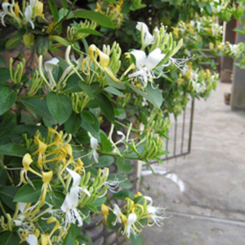 japanese honeysuckle vine